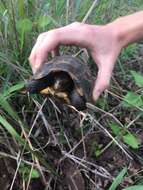 Image of Bell’s hinged tortoise