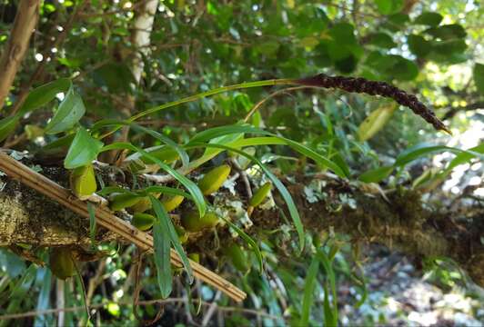 Image of Bulbophyllum clavatum Thouars