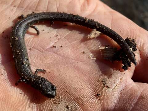 Image of Hell Hollow Slender Salamander