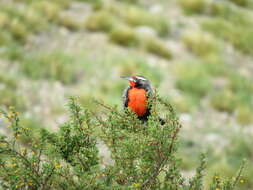 Image of Long-tailed Meadowlark