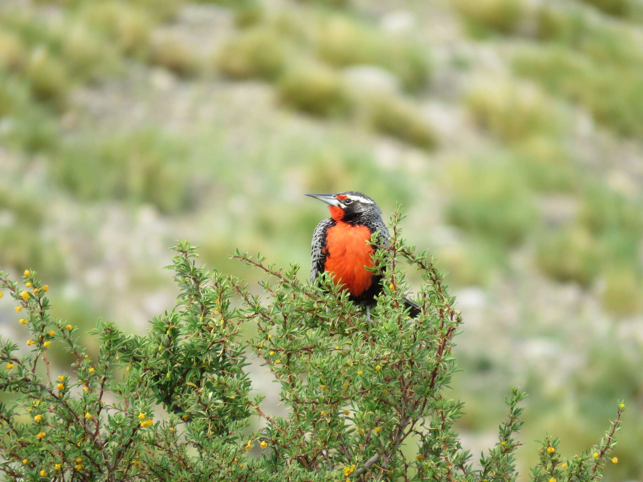Image of Long-tailed Meadowlark