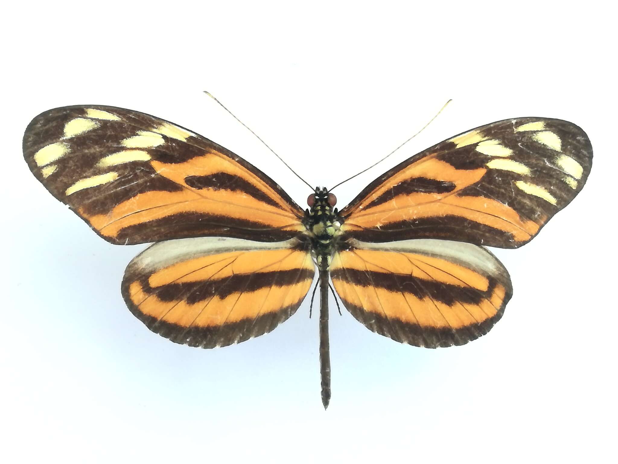 Image of Heliconius ismenius telchinia Doubleday (1847)