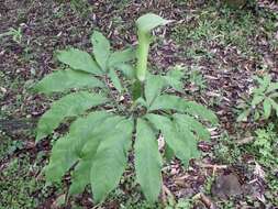 Image of Arisaema yamatense (Nakai) Nakai