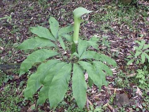 Image of Arisaema yamatense (Nakai) Nakai