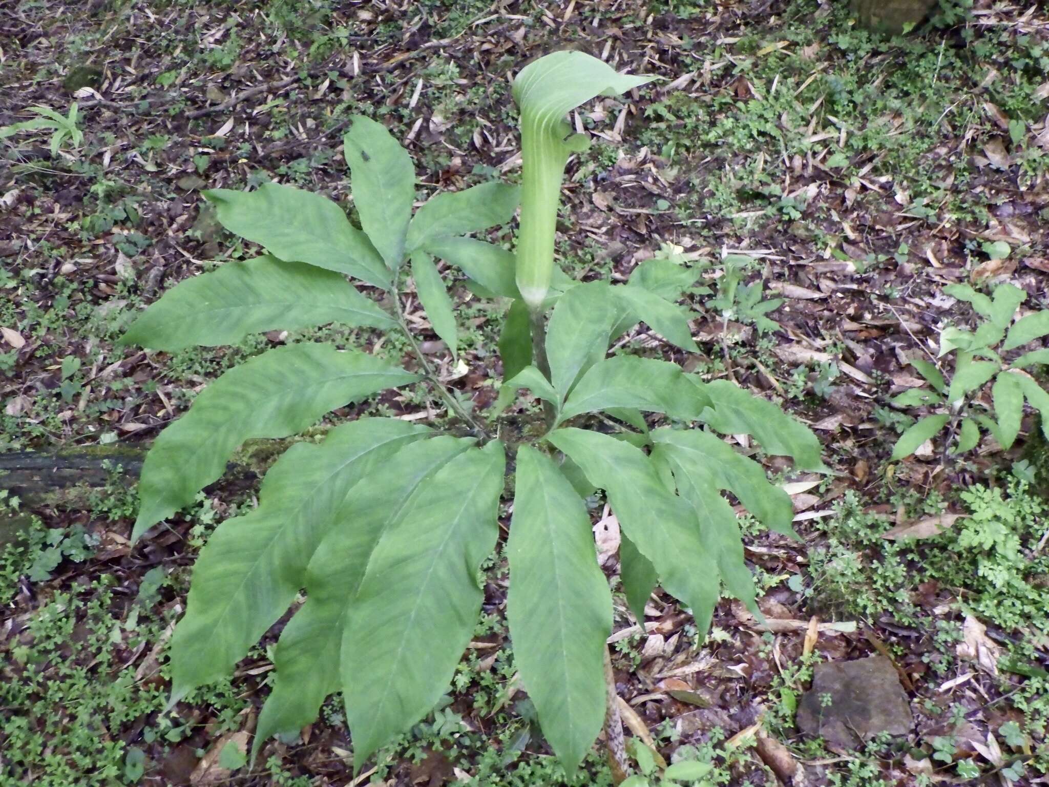 Arisaema yamatense (Nakai) Nakai的圖片