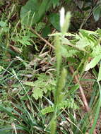 Image of Carex sociata Boott
