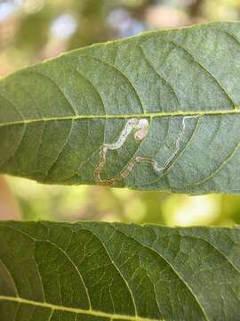 Image of Stigmella longisacca Newton & Wilkinson 1982