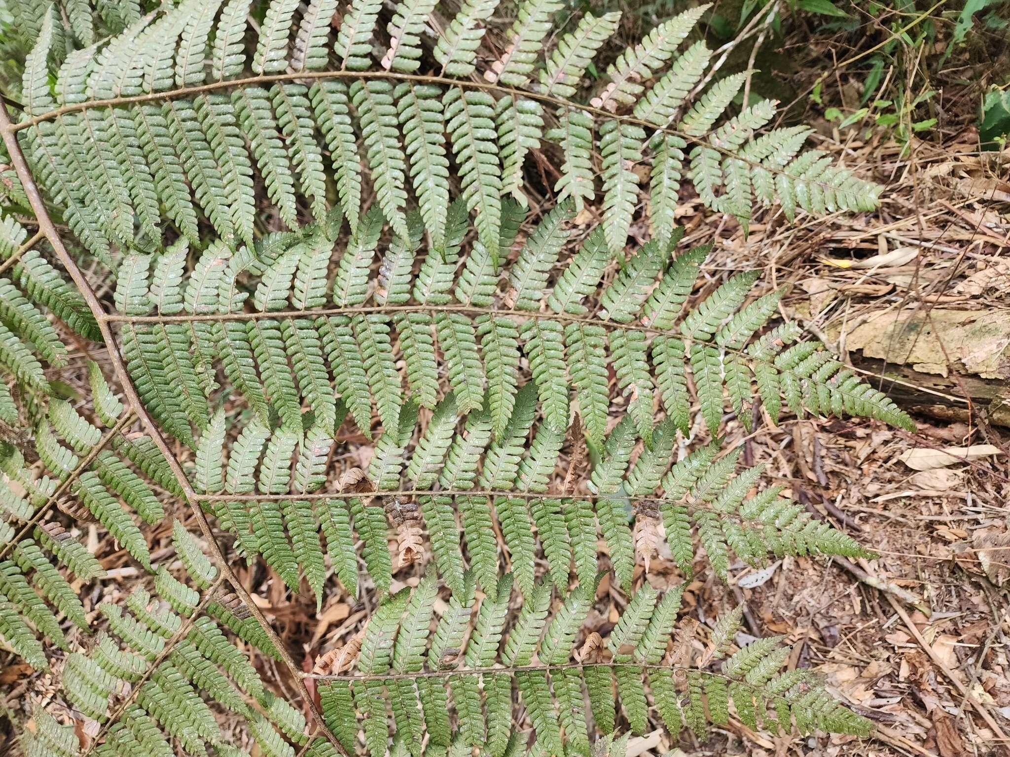 Image of Cyathea phalerata Mart.