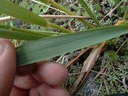 Imagem de Anthoxanthum equisetum (Zotov)