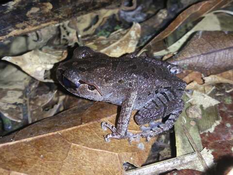 Image of Hasselt's Litter Frog