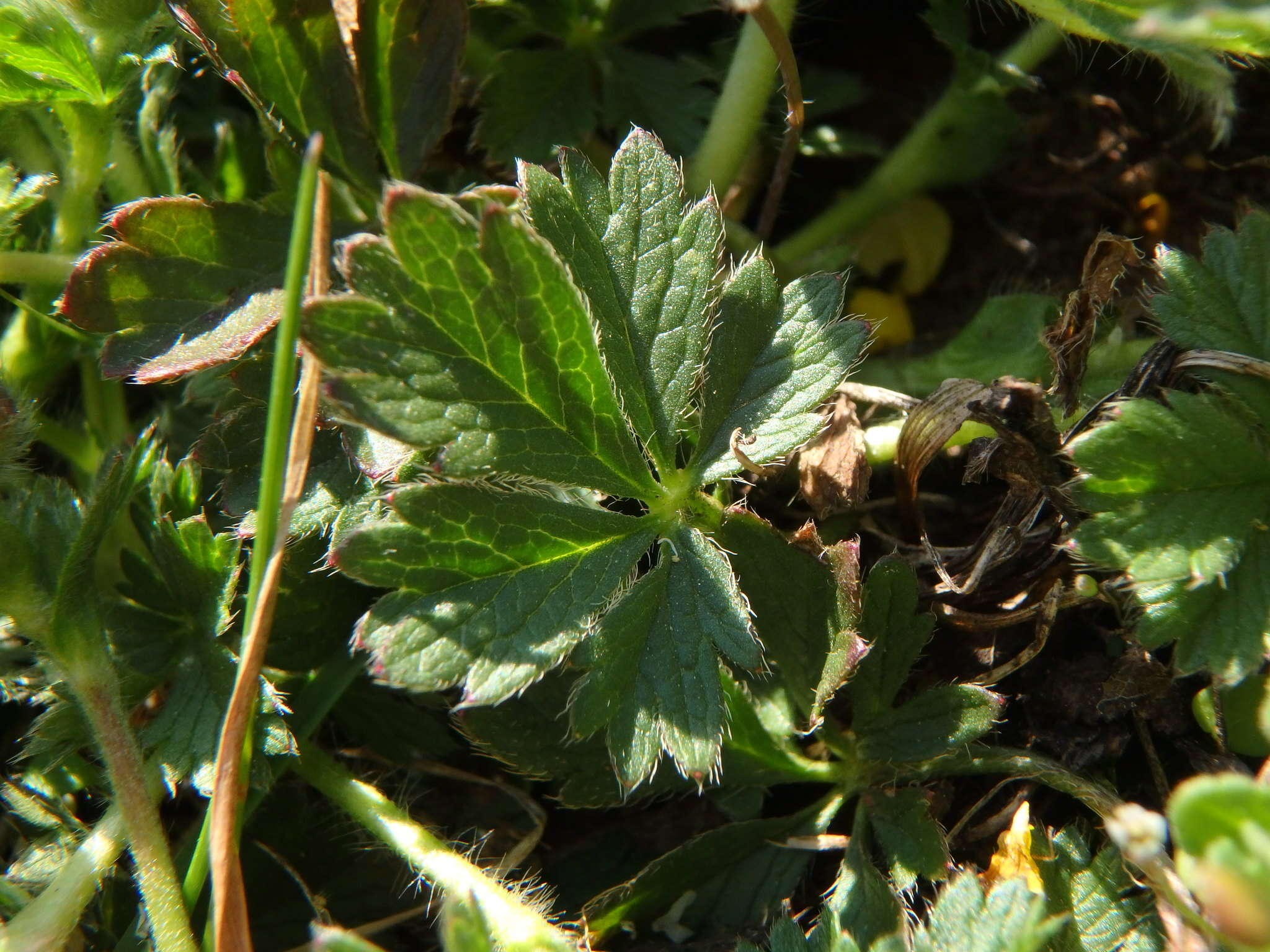 Image of spring cinquefoil