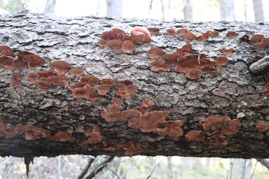 Image de Phellinus viticola (Schwein.) Donk 1966