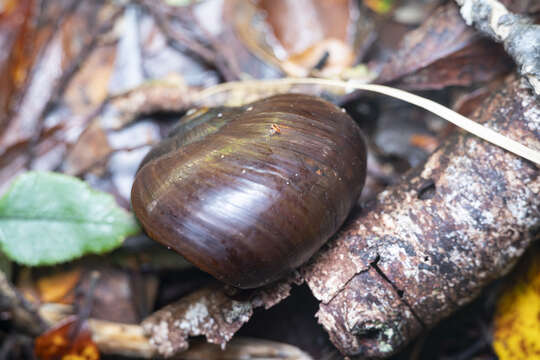 Image of Powelliphanta superba (Powell 1930)