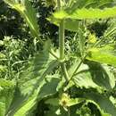 Image of Cirsium carniolicum Scop.