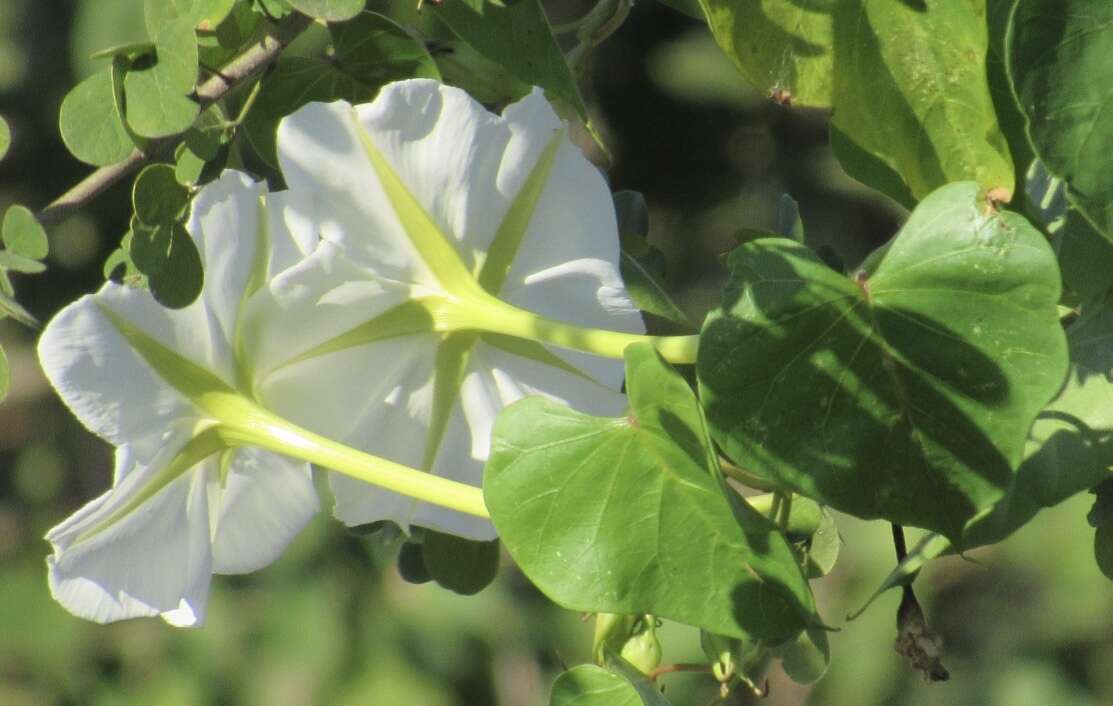 Image of Moonflower or moon vine