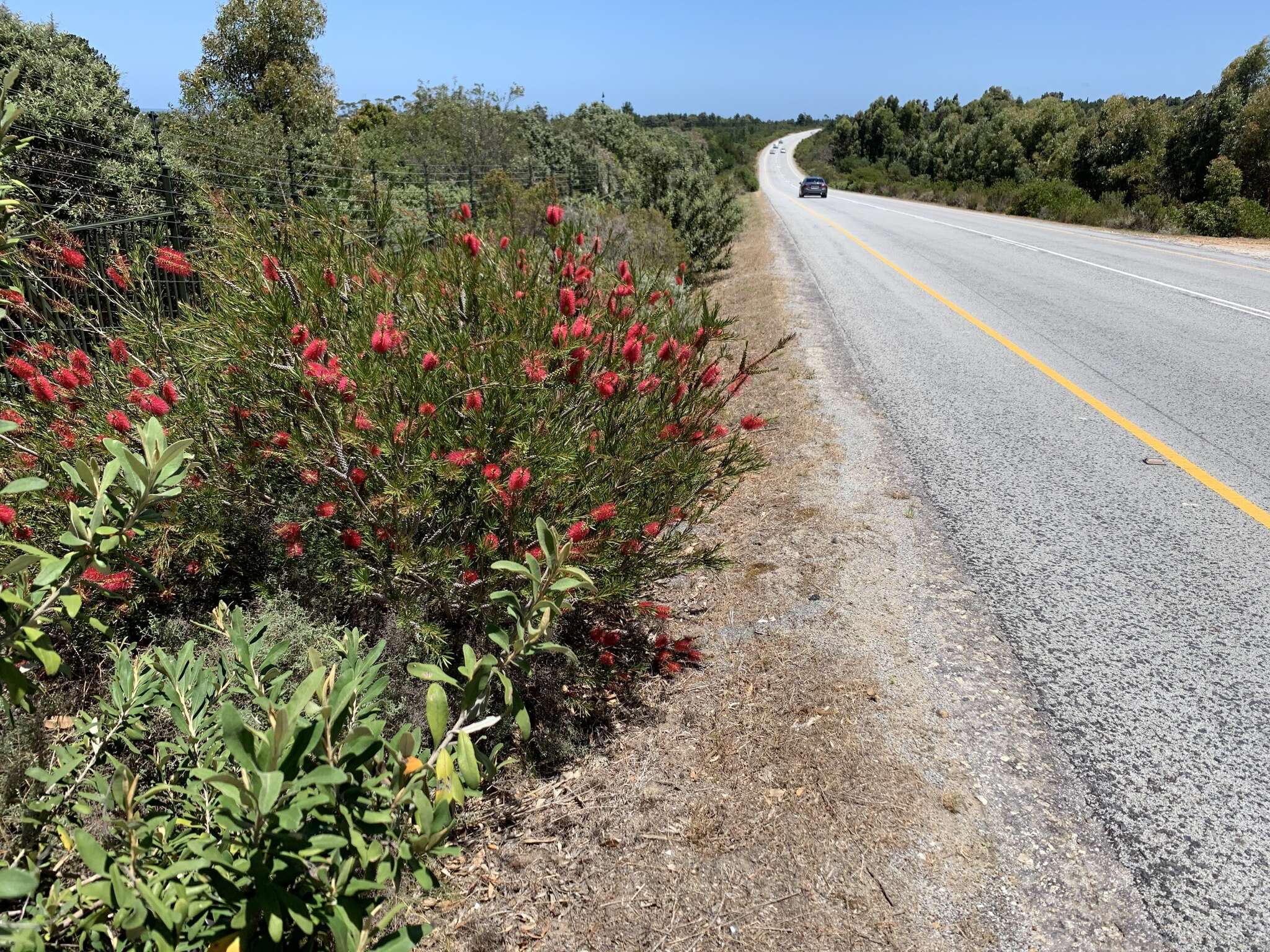 صورة Callistemon subulatus Cheel