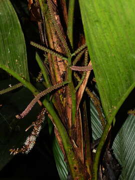 Image of Geonoma baculifera (Poit.) Kunth