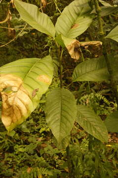 Image de Magnolia hernandezii (Lozano) Govaerts