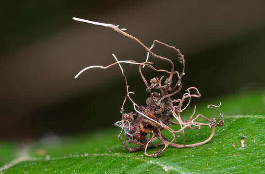 صورة Akanthomyces aranearum (Petch) Mains 1950