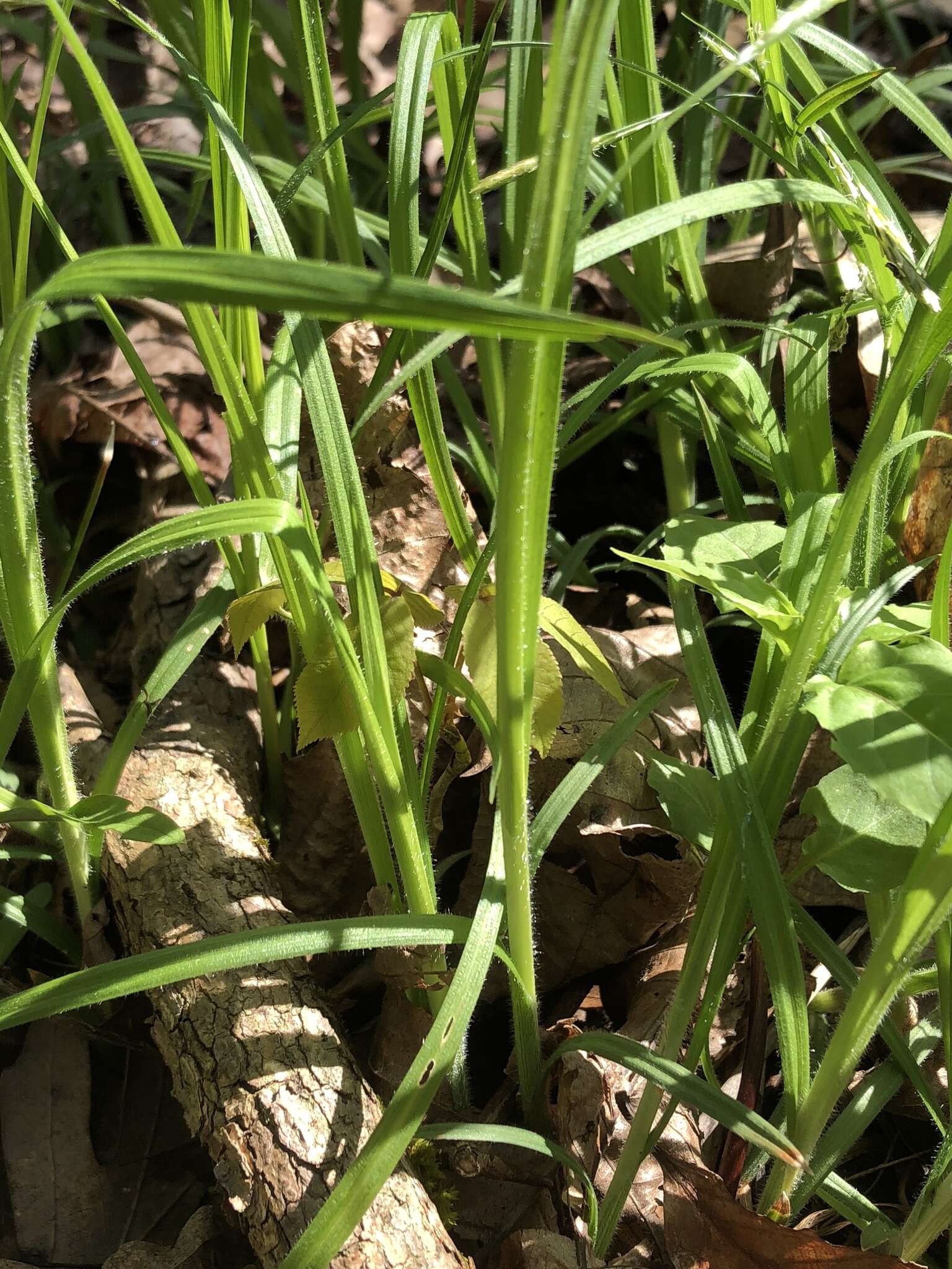 Image of pubescent sedge