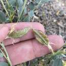 صورة Astragalus beckwithii var. weiserensis M. E. Jones