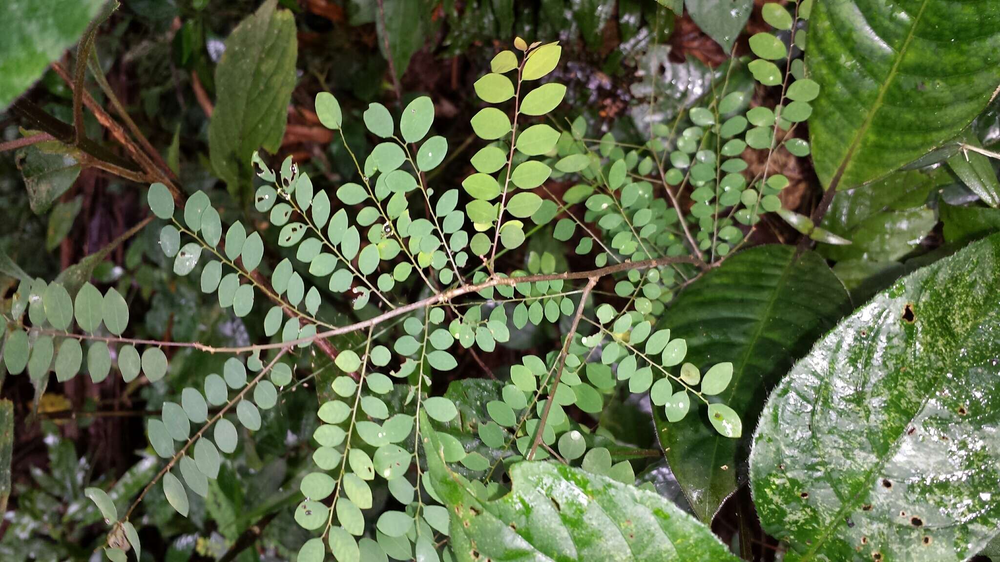 Image de Phyllanthus matitanensis Leandri