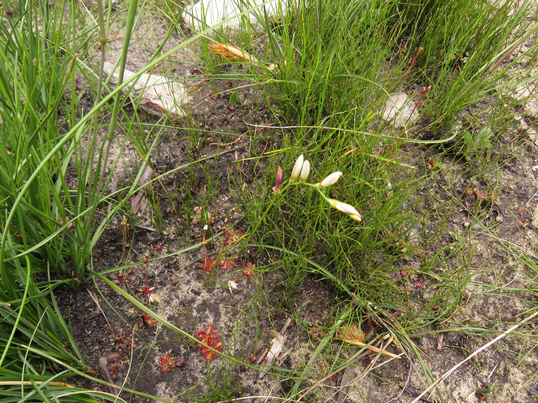 Image of Geissorhiza juncea (Link) A. Dietr.