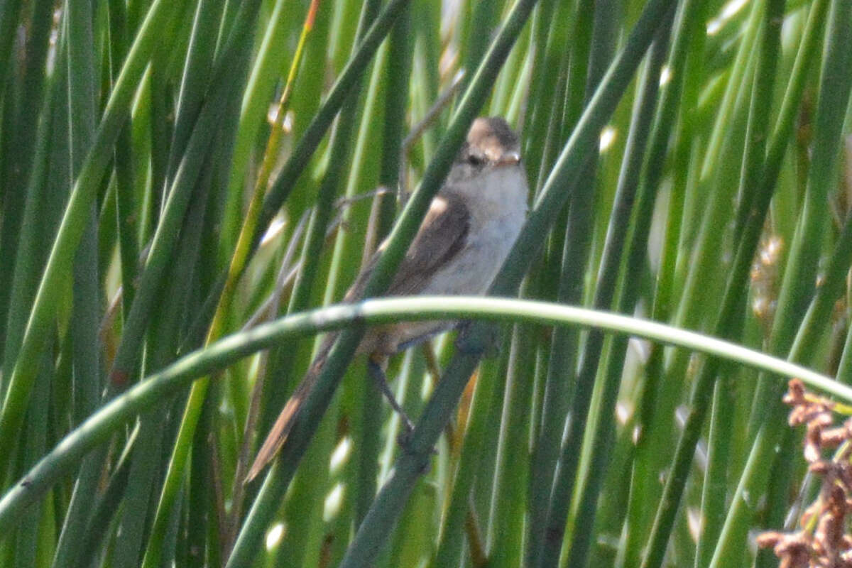 Image of Australian Reed Warbler