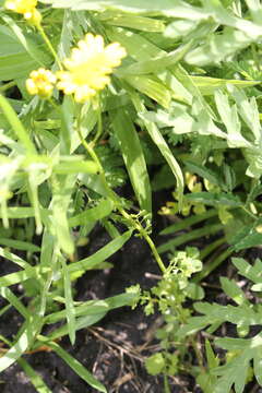 Image of Great Plains Groundsel