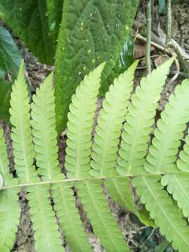 Image of Parasitic Waterfall Fern