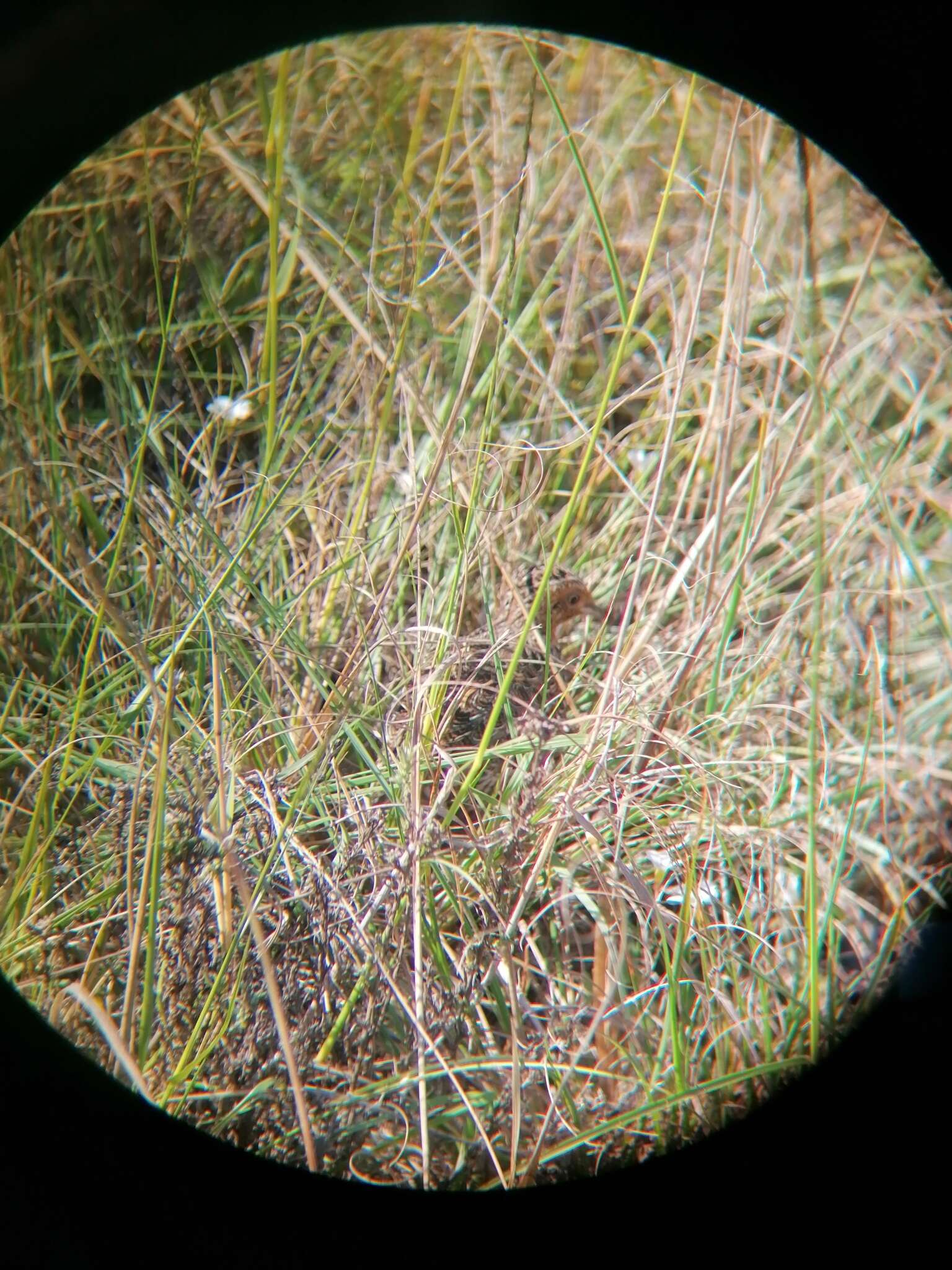 Image of Black-rumped Buttonquail