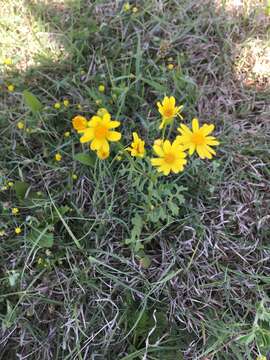 Image of Great Plains Groundsel