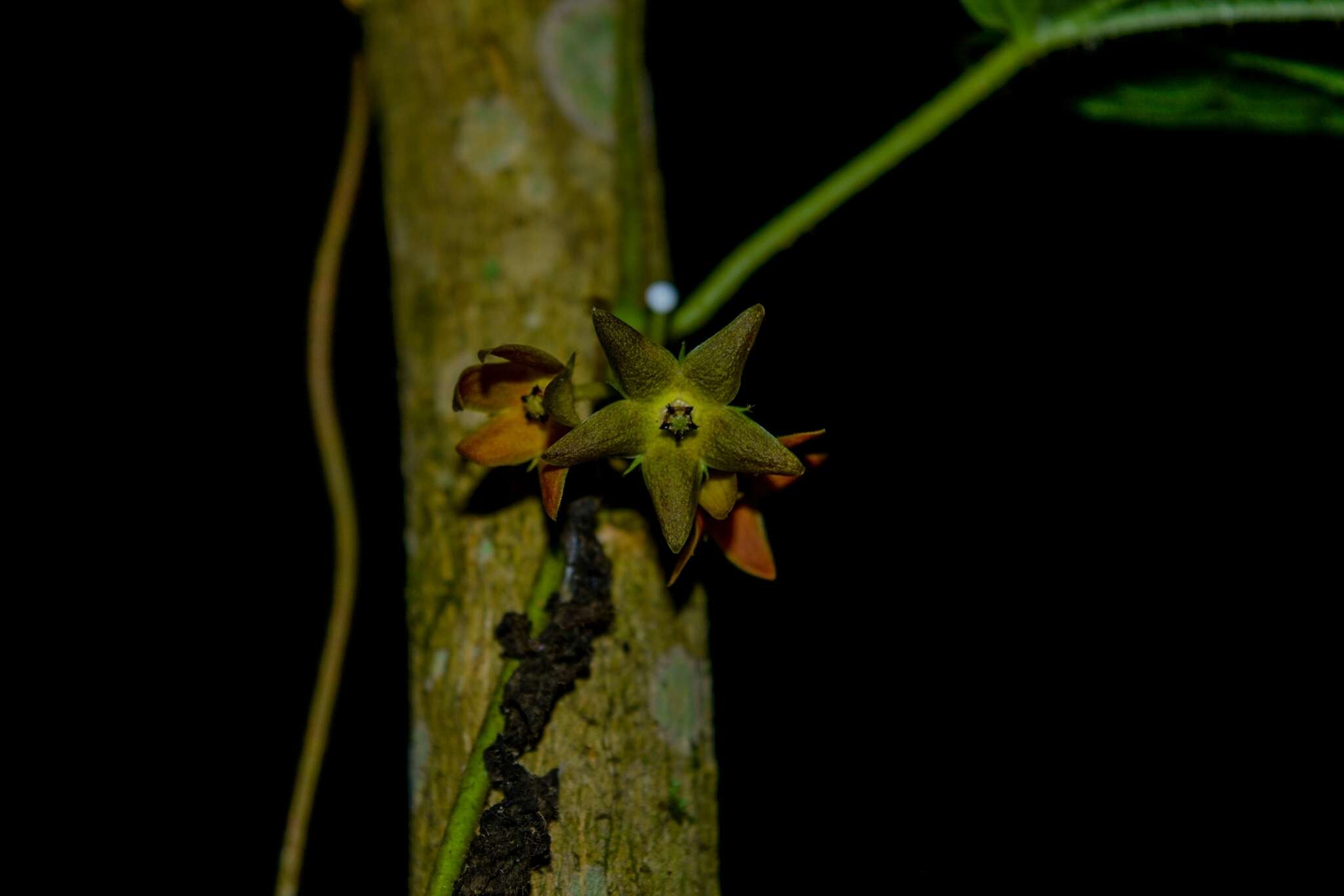 Image of Matelea araneosa (J. D. Sm.) R. E. Woodson