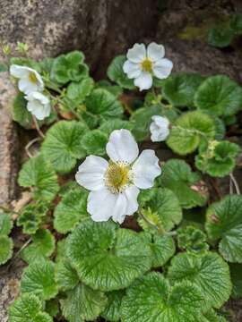 Image of Geum talbotianum W. M. Curtis