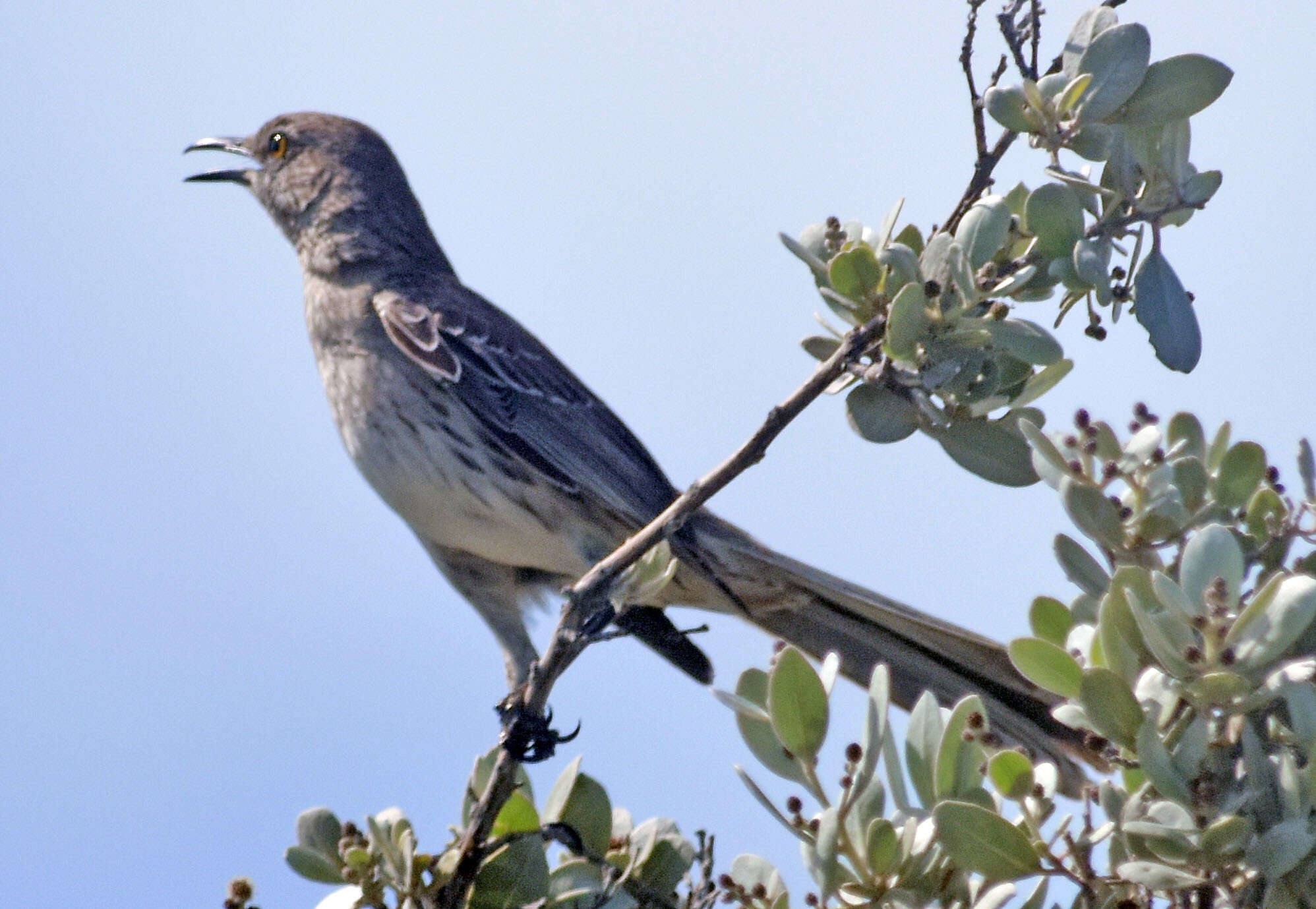 Image of Bahama Mockingbird