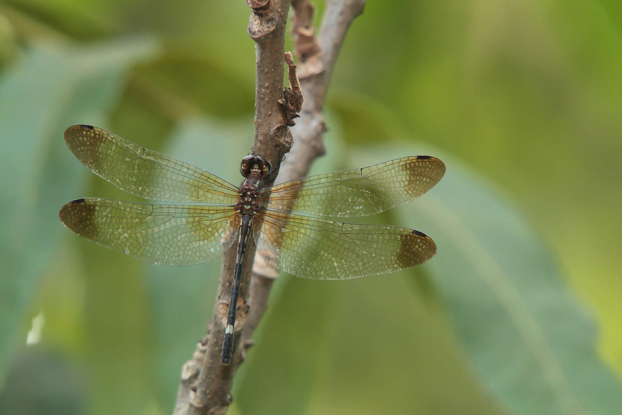 Image of Jade-striped Sylph