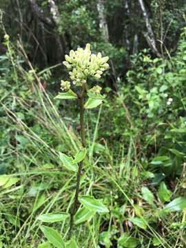 Image of Georgia Indian-Plantain