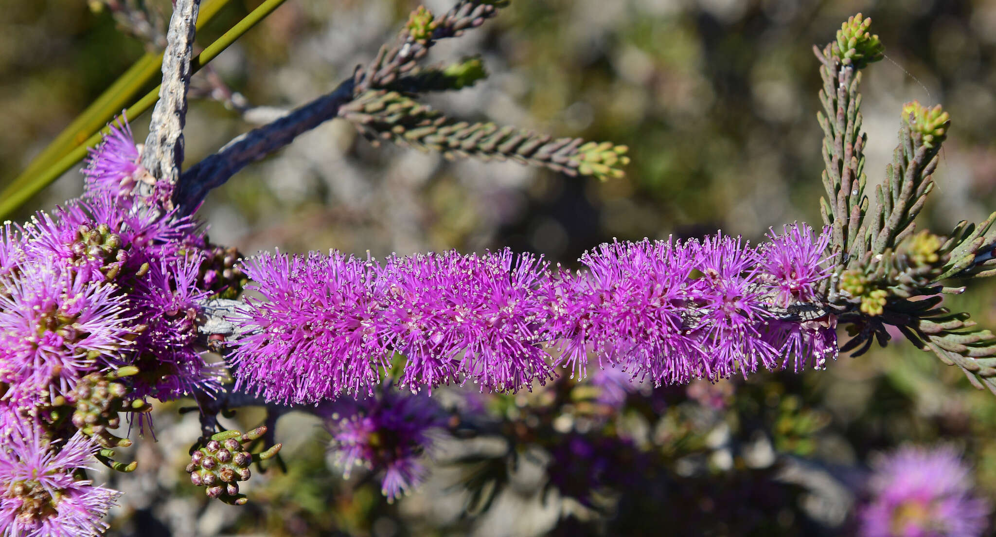 Image of Melaleuca suberosa (Schau.) C. A. Gardner