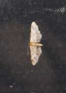 Image of Idaea trypheropa Meyrick 1889