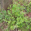 Image of Bothriospermum chinense Bunge