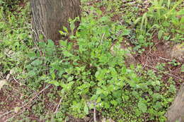 Image of Bothriospermum chinense Bunge