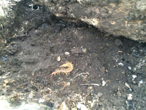 Image of Common Desert Centipede