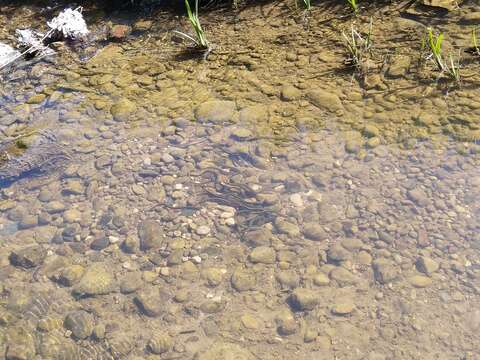 Image of river lamprey, lampern