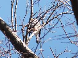 Image of Japanese Grosbeak