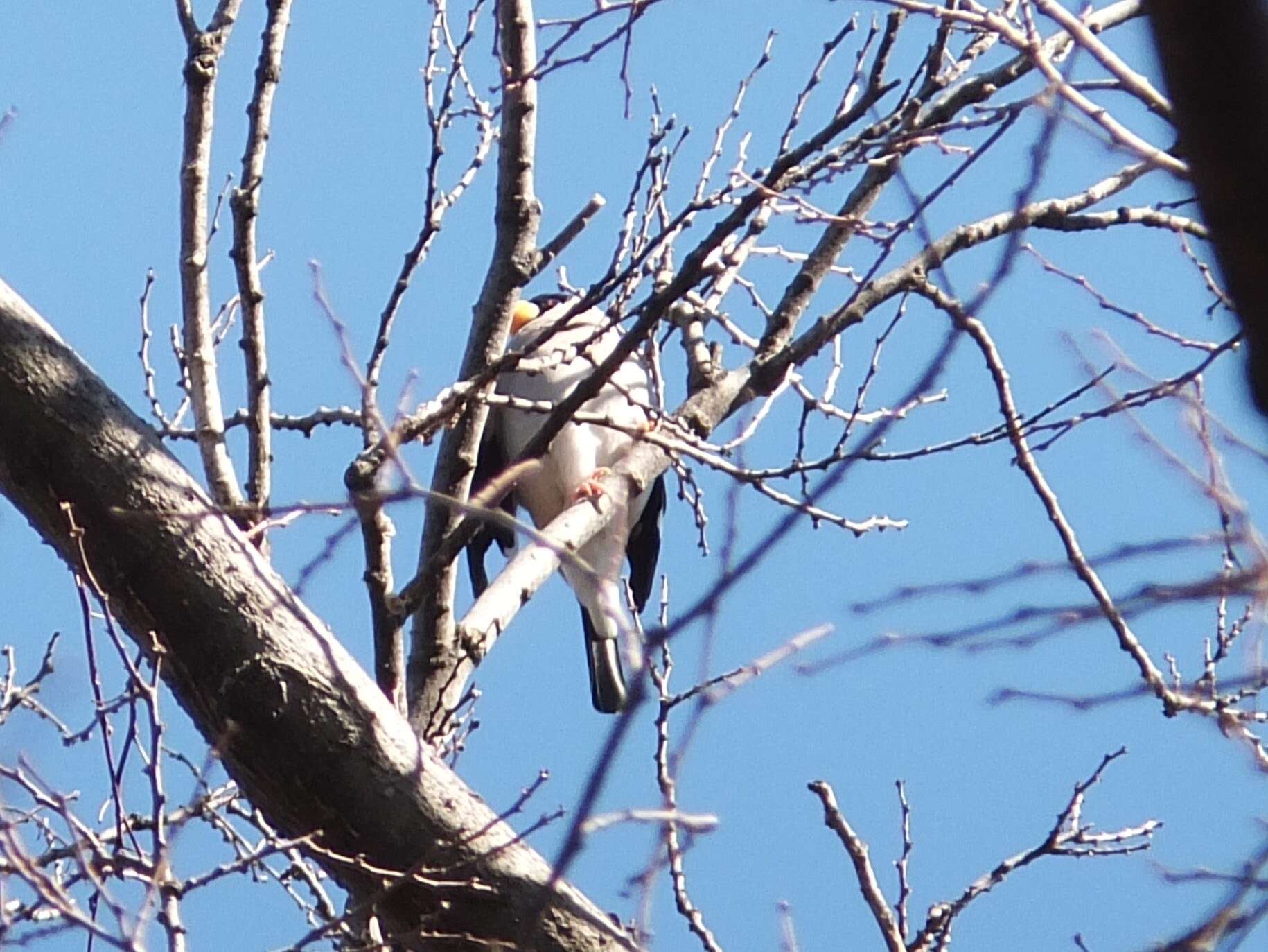 Image of Japanese Grosbeak