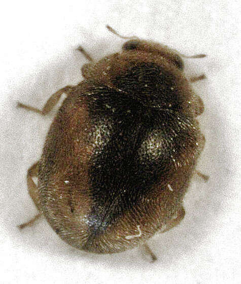 Image of Loew's Lady Beetle