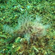 Image of Spitlure Frogfish