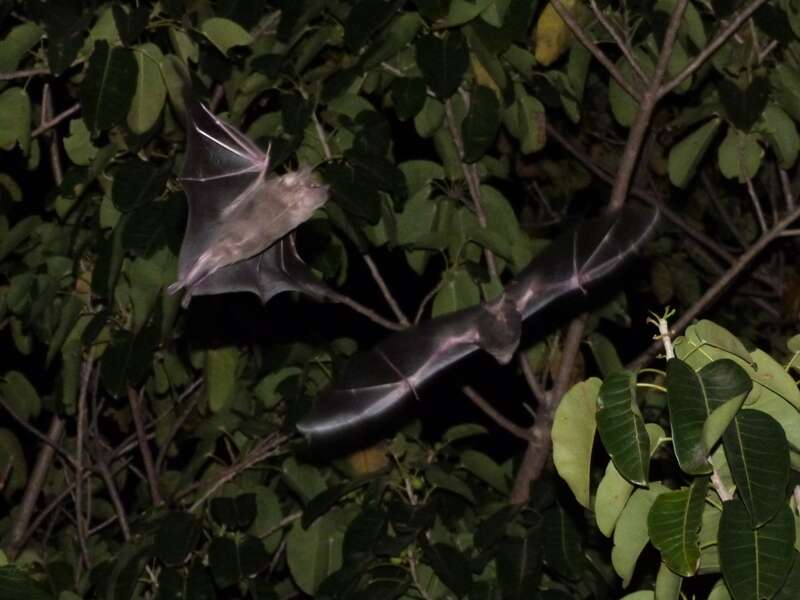 Image of Flat-faced Fruit-eating Bat