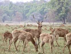 Image of Rucervus duvaucelii branderi Pocock 1943