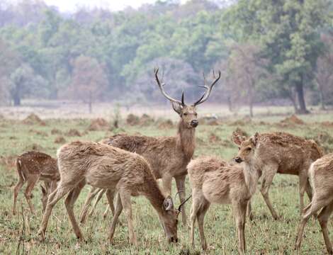 Image de Rucervus duvaucelii branderi Pocock 1943